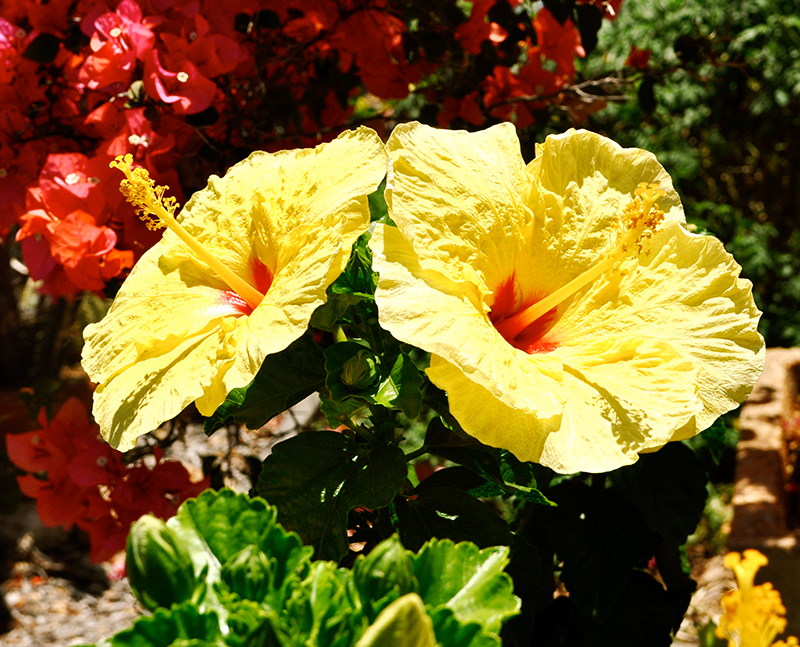 dsc_0071_3